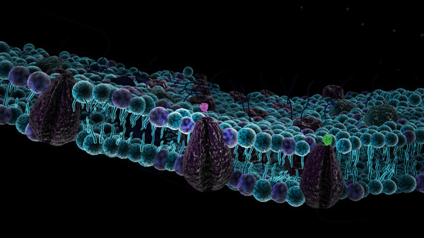 Cell Membrane - Sourses
